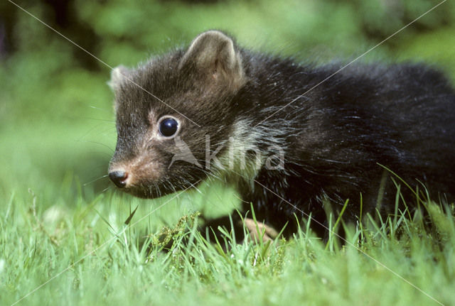 Pine Marten (Martes martes)