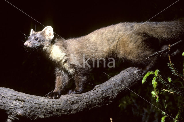 Pine Marten (Martes martes)