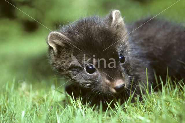 Pine Marten (Martes martes)