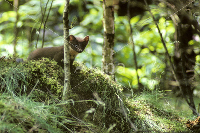 Pine Marten (Martes martes)