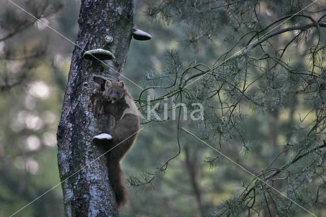 Pine Marten (Martes martes)