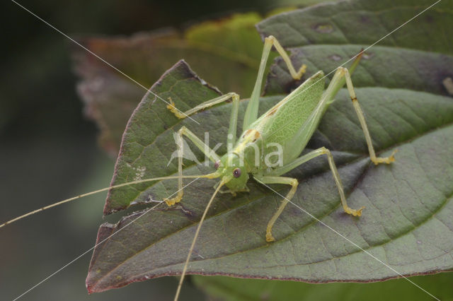Oak Bush-cricket (Meconema thalassinum)
