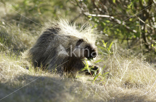 Boomstekelvarken (Erethizon dorsatum)