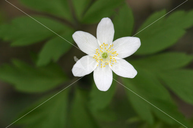 Bosanemoon (Anemone nemorosa)