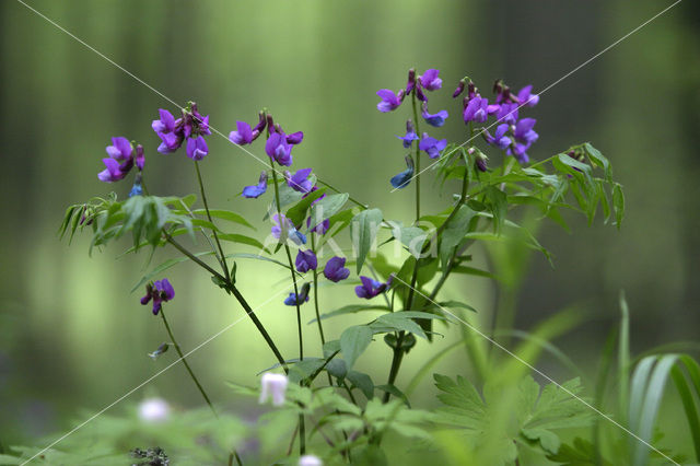 Boslathyrus (Lathyrus sylvestris)