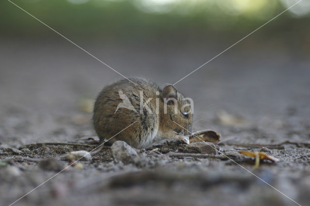 long-tailed field mouse (Apodemus sylvaticus)