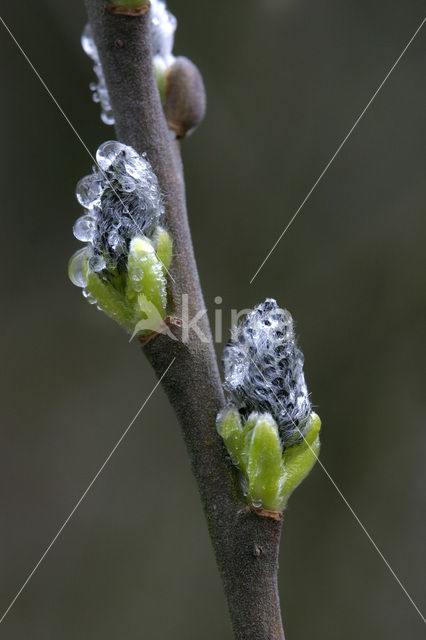 Boswilg (Salix caprea)