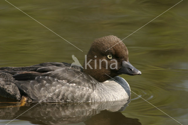 Common Goldeneye (Bucephala clangula)