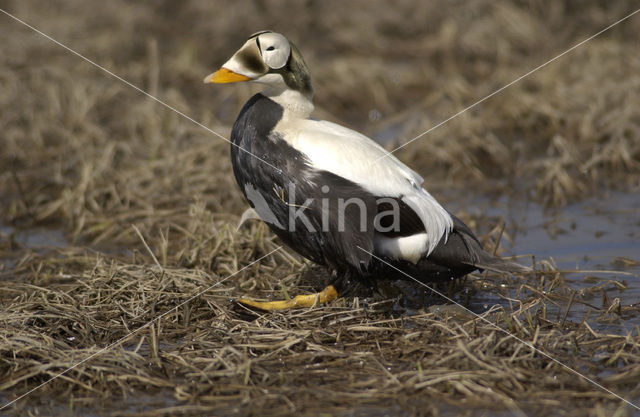 Spectacled Eider (Somateria fischeri)