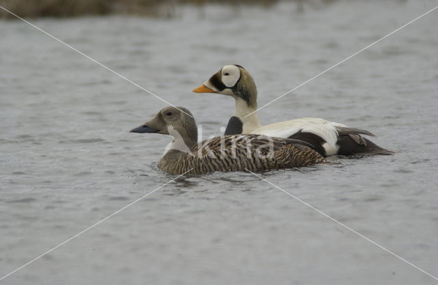 Spectacled Eider (Somateria fischeri)