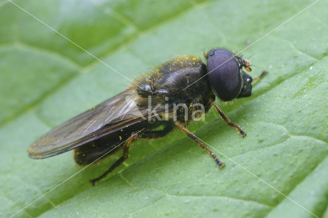 Cheilosia latifrons