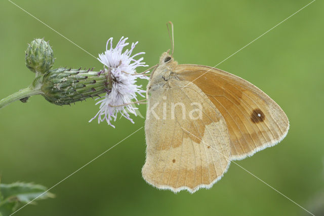 Meadow Brown (Maniola jurtina)