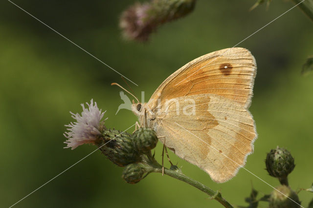 Meadow Brown (Maniola jurtina)