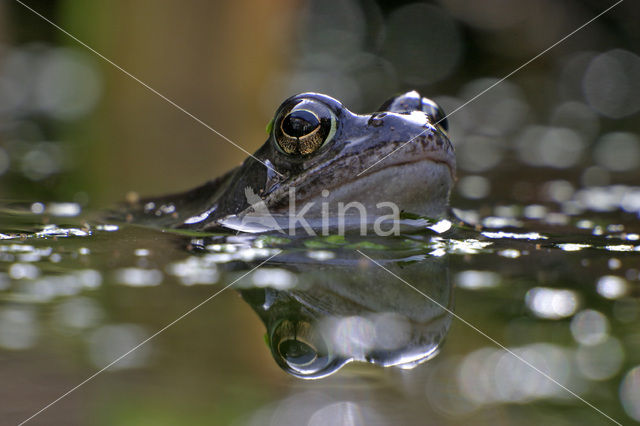 Bruine kikker (Rana temporaria)