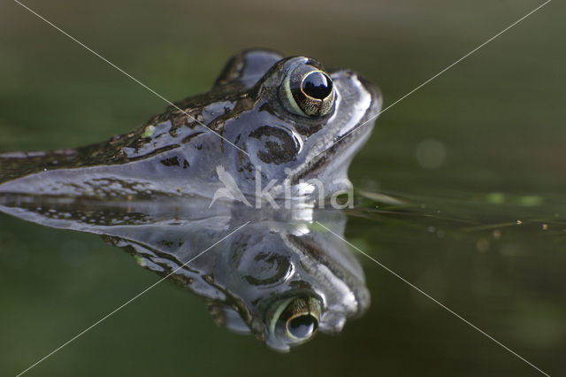 Bruine kikker (Rana temporaria)