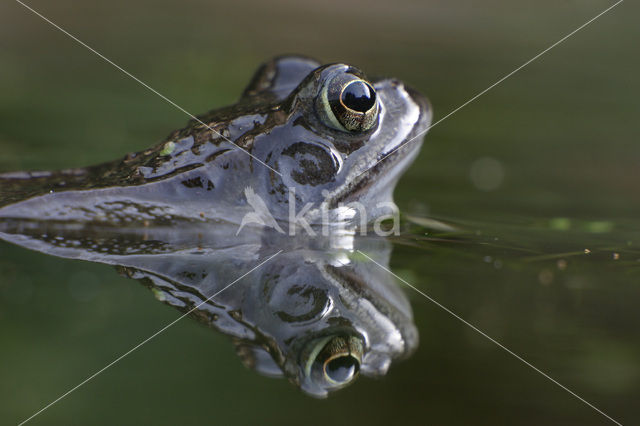 Common Frog (Rana temporaria)