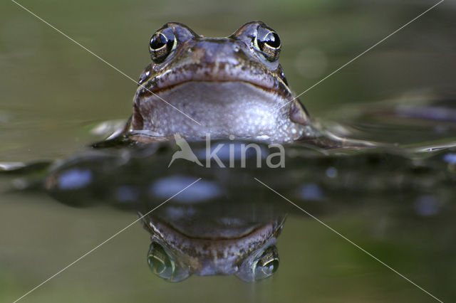 Bruine kikker (Rana temporaria)