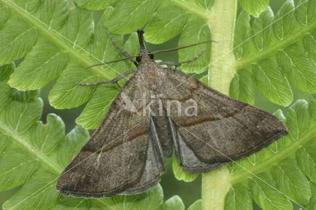 Bruine snuituil (Hypena proboscidalis)