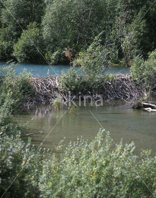 Canadian beaver (Castor canadensis)