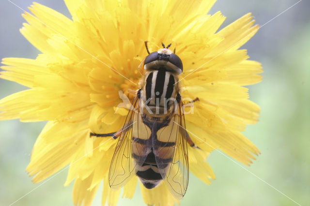 Citroenpendelvlieg (Helophilus trivittatus)