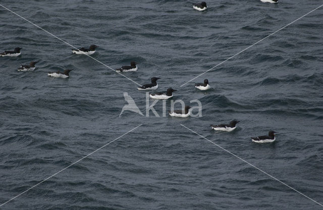 Brünnich's Guillemot