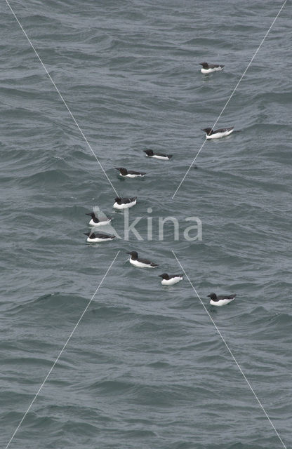 Brünnich's Guillemot