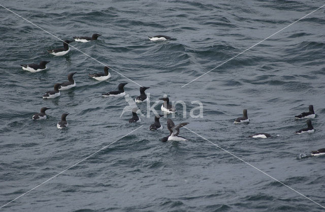 Brünnich's Guillemot