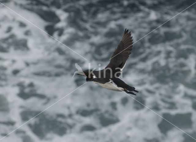 Brünnich's Guillemot