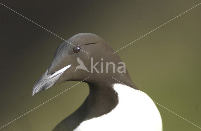 Brünnich's Guillemot