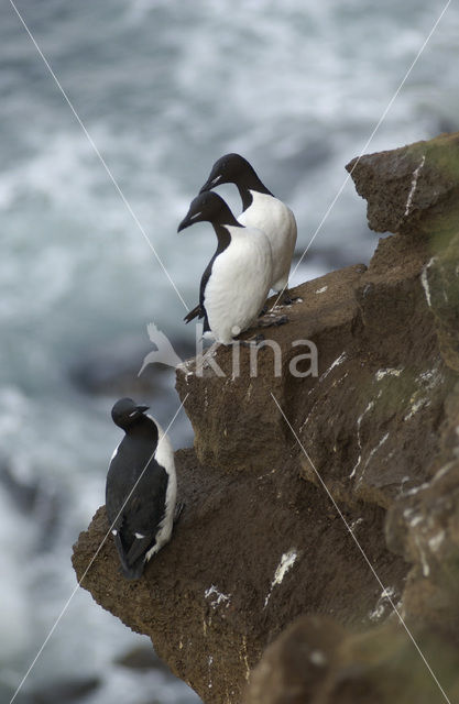 Dikbekzeekoet (Uria lomvia)