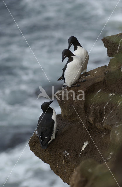 Brünnich's Guillemot