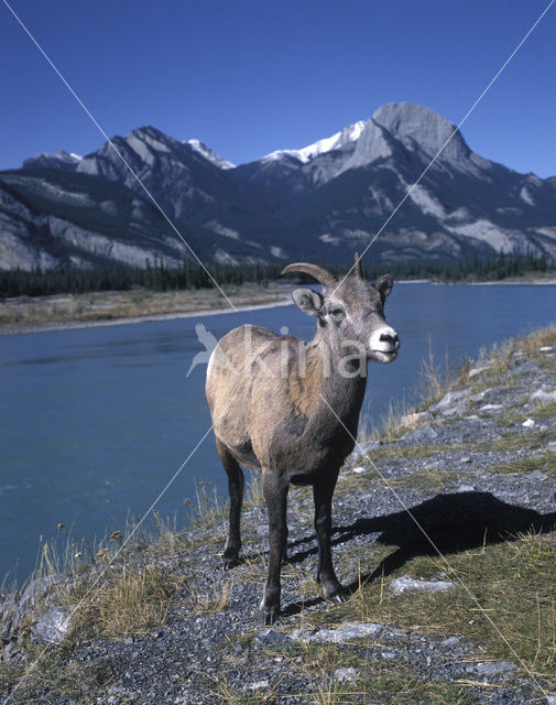 Bighorn Sheep (Ovis canadensis)