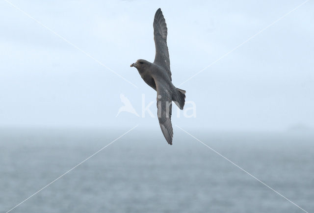 Donkere Noordse Stormvogel (Fulmarus glacialis glacialis)