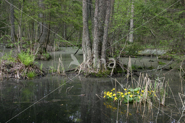 Dotterbloem (Caltha palustris)