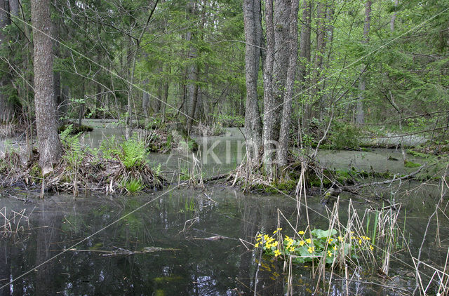 Dotterbloem (Caltha palustris)