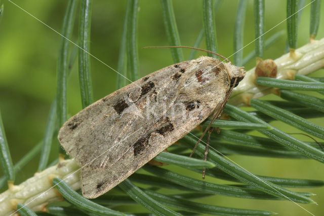 Double-Square-spot (Xestia triangulum)