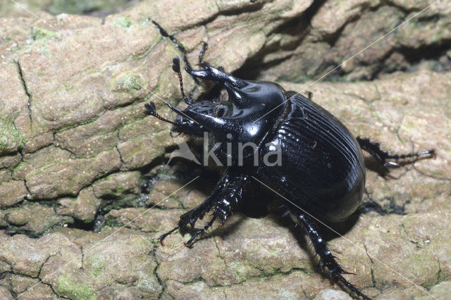 Minotaur Beetle (Typhaeus typhoeus)