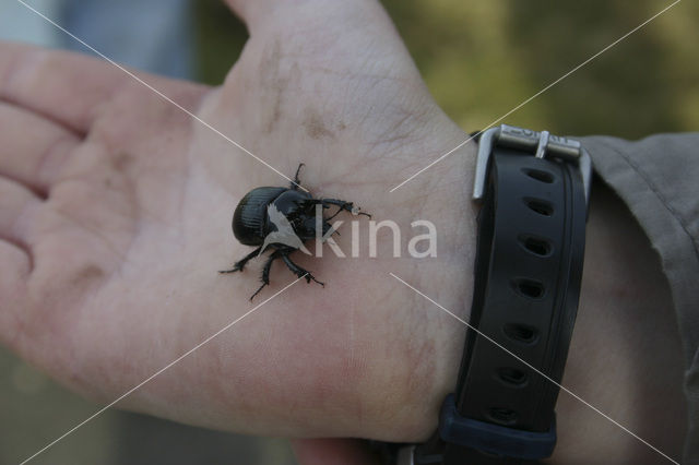 Minotaur Beetle (Typhaeus typhoeus)