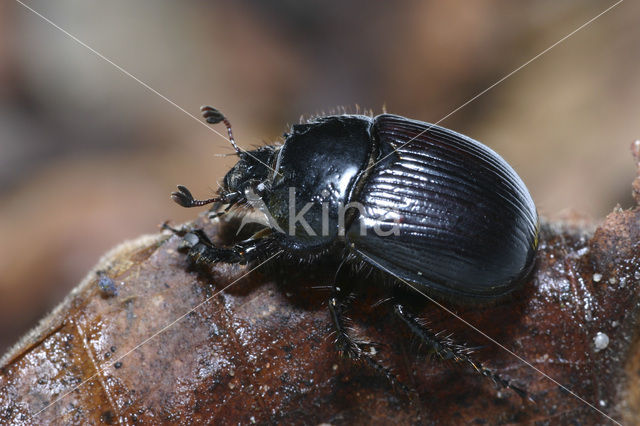 Minotaur Beetle (Typhaeus typhoeus)