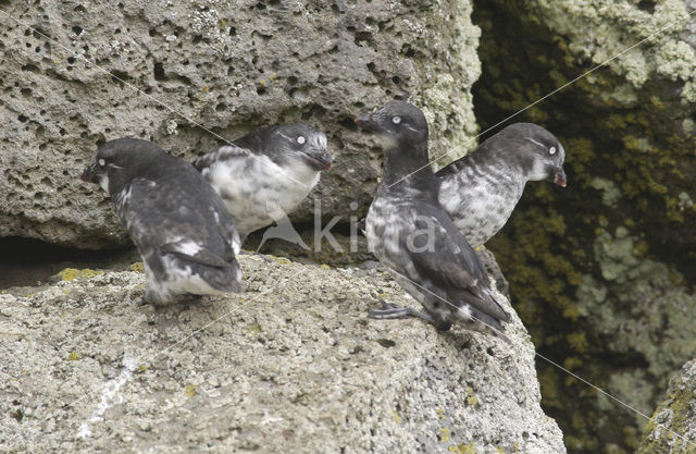 Least auklet (Aethia pusilla)