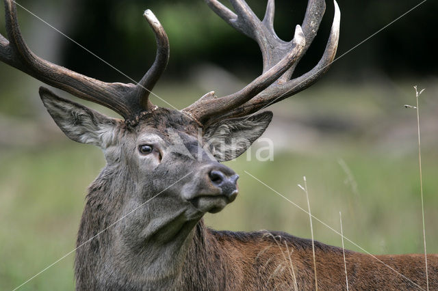 Red Deer (Cervus elaphus)