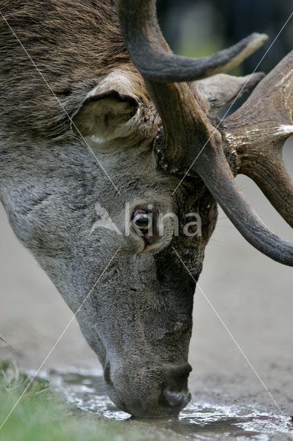 Red Deer (Cervus elaphus)
