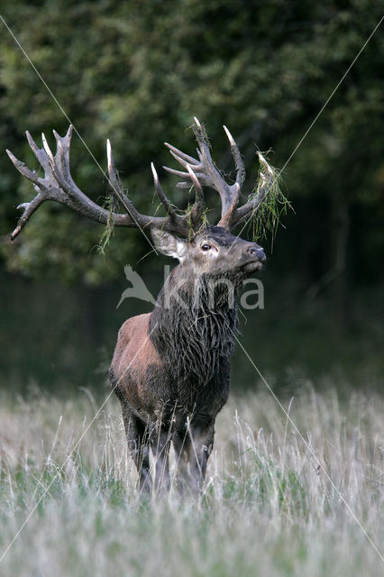 Red Deer (Cervus elaphus)