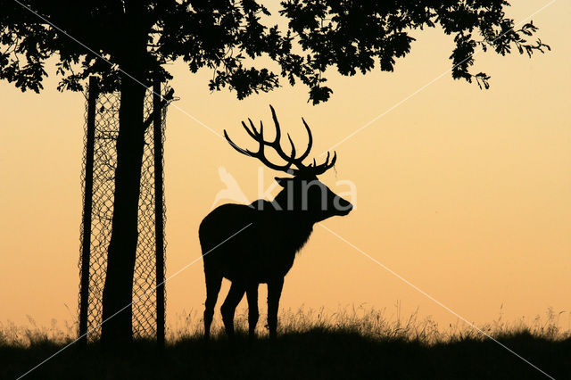 Red Deer (Cervus elaphus)