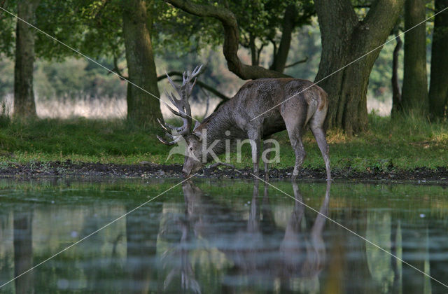 Red Deer (Cervus elaphus)