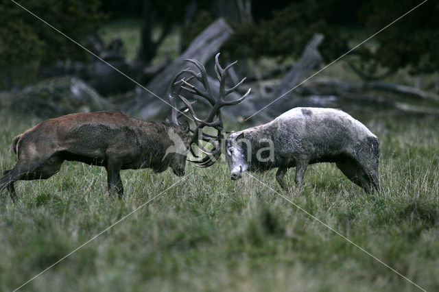 Red Deer (Cervus elaphus)