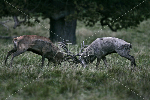 Red Deer (Cervus elaphus)