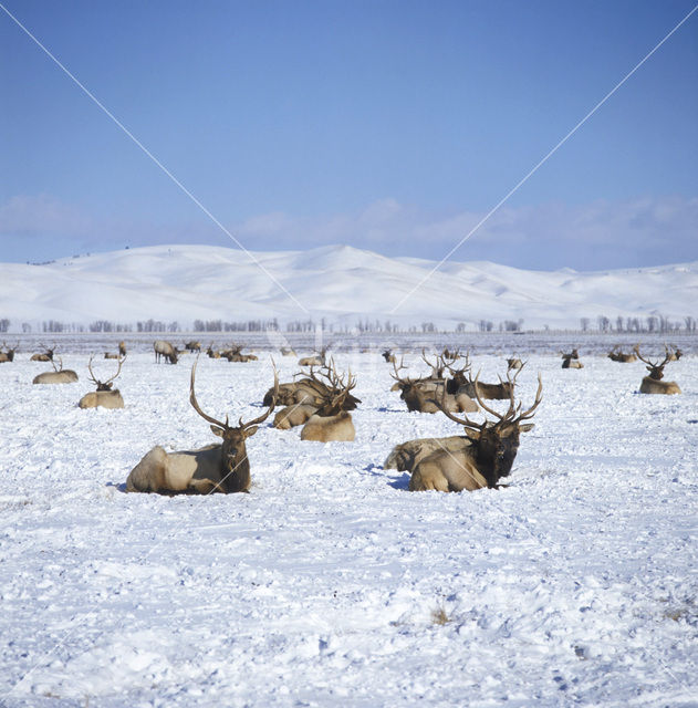 Red Deer (Cervus elaphus)