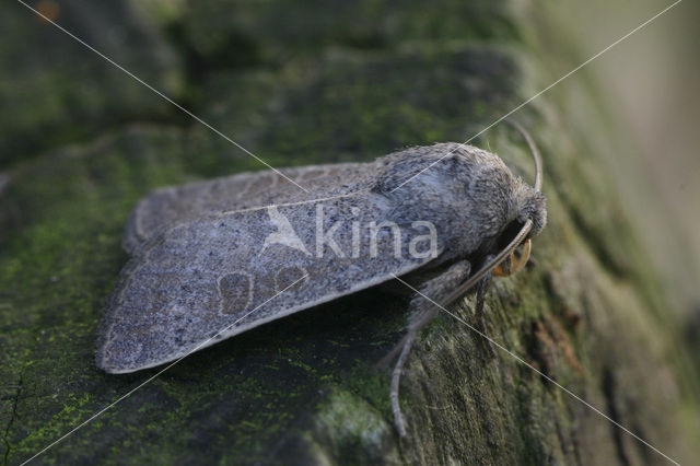 Egale stofuil (Hoplodrina blanda)