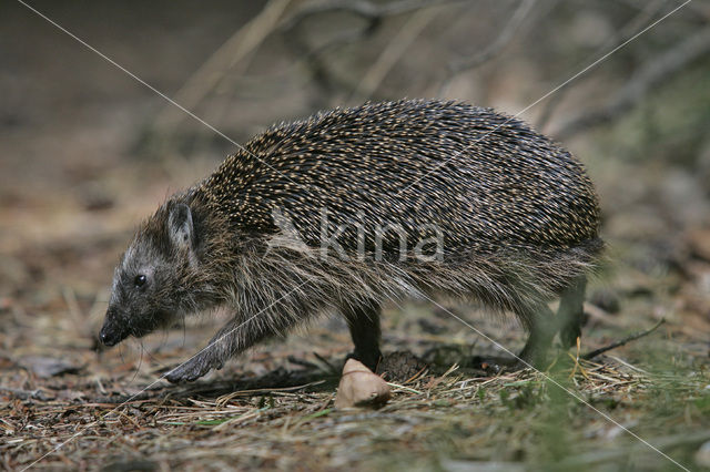 Hedgehog (Erinaceus europaeus)